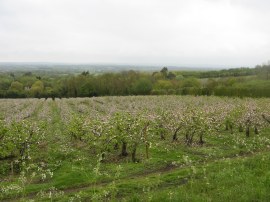 Orchards nr Chart Sutton